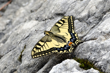 Schwalbenschwanz (Papilio machaon)