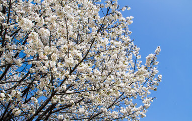 White sakura