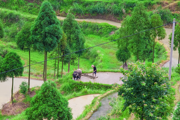 Asian farmer working on terraced rice field