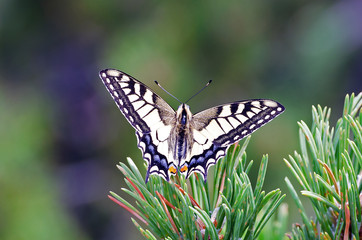 Schwalbenschwanz (Papilio machaon)