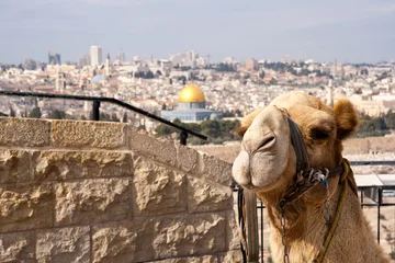 Plaid mouton avec motif Chameau Chameau Jérusalem