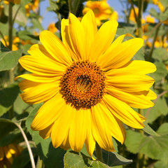 blooming sunflower