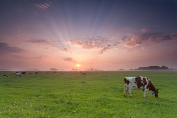 cow grazing on pasture at sunrise