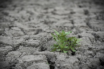 Ecology concept. Rising plant on dry ground
