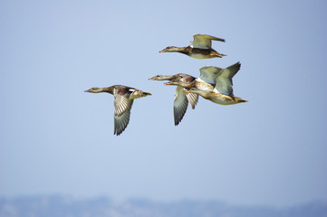 Flock with Gadwall flying in the sky