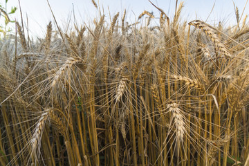 The field of rye. Spikes in the sun. sunset
