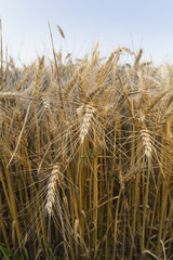 The field of rye. Spikes in the sun. sunset