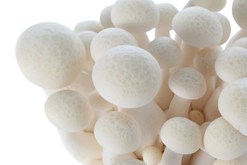brown beech mushroom isolated on white backgroun