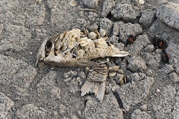 Dead fish on dry ground