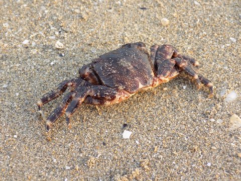 Crab on sandy beach