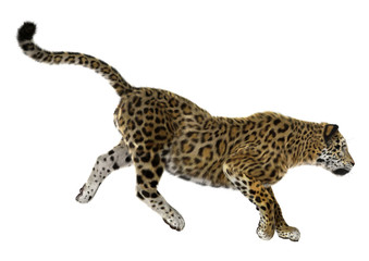 Big Cat Jaguar