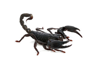 black scorpion on white background