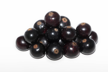 black currant isolated