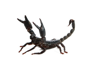 black scorpion on white background