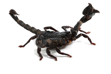 black scorpion on white background