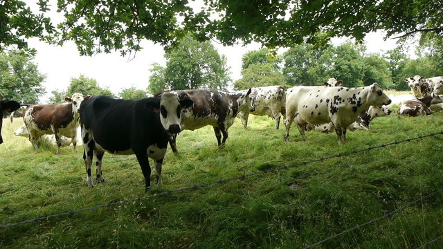 Herd of spotted cows