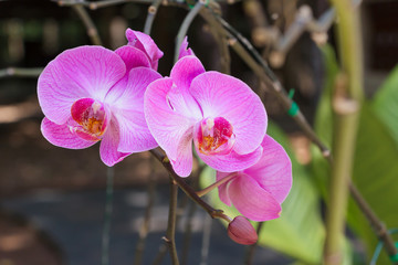 Pink orchids in the garden.