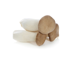 King oyster mushroom Pleurotus eryngii on white background