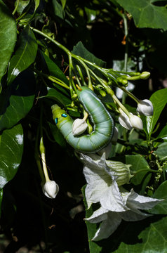 Green worm
