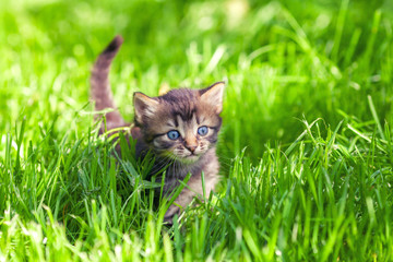 Naklejka na ściany i meble Cute little kitten walking on the grass