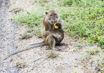 Monkey eating banana