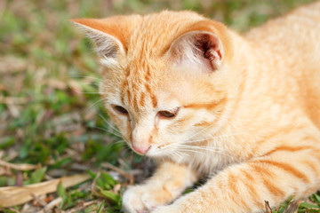 Naklejka na ściany i meble Kitten cat on green grass background.