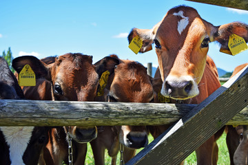 佐賀県　どんぐり村のジャージー牛
