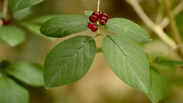 Rote Heckenkirsche, Lonicera xylosteum, reife, giftige Beeren
