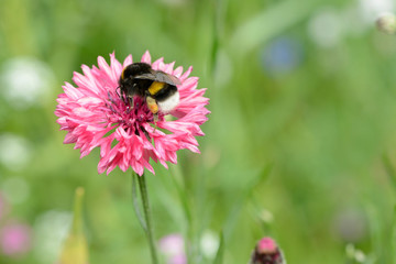 Hummel auf Kornblume