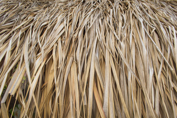The leaves of brown thatched roof, used as background