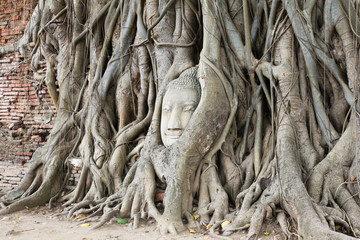 Fototapeta na wymiar Buddha head overgrown by fig tree in Wat Mahathat.