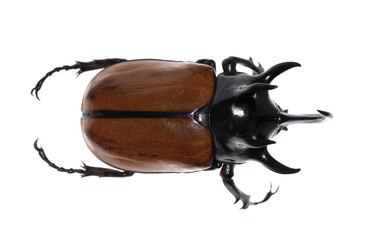Golden five horned rhino beetle on a white background.