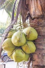 Green coconut on palm tree