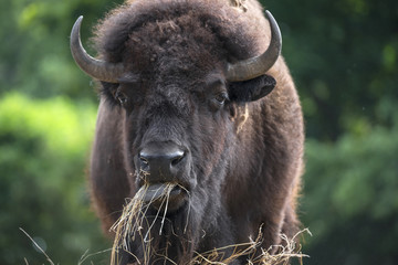 European bison - bull © Vera Kuttelvaserova