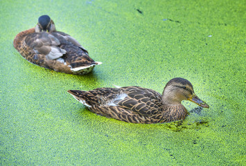 wild ducks