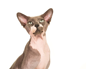 Sphinx cat portrait looking up isolated on a white background