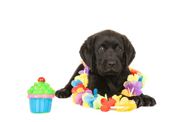 Cute black labrador puppy wearing celebration garland and cupcake toy at a white background