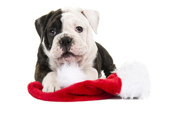 Cute english bulldog puppy with Santa's Hat isolated at a white background