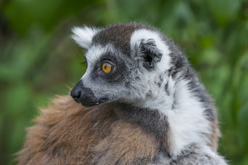 Naklejka na ściany i meble ring - tailed lemur (Lemur catta)