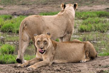 Two female lionesses in Africa one facing the camera one standing