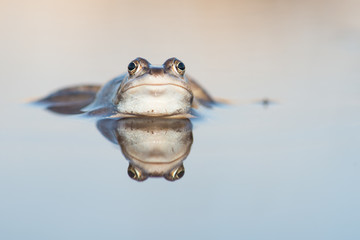 Pretty blue male moor frog lying in the water with its reflection in the water