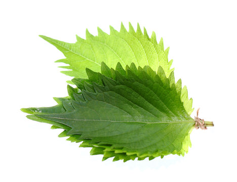 Shiso green leaf on white background.