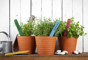 Potted rosemary, thyme and oregano