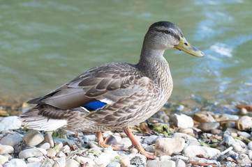 Ente am Wasser