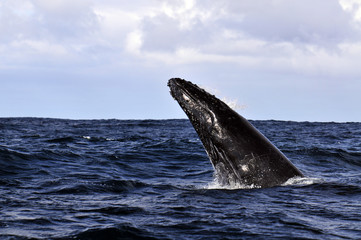 Humpback Whale　~ザトウクジラ~
