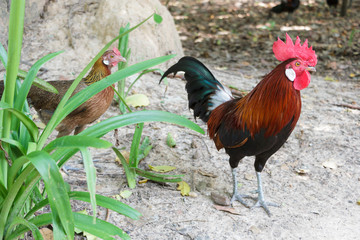 Couple bantams walking in the forest.
