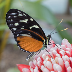 Hercale's Longwing Butterfly, Hercale Longwing butterfly on a flower.