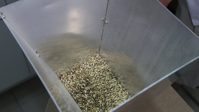 Grinding of malt for producing beer at the brewery