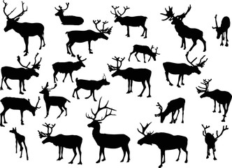 twenty on black isolated deers