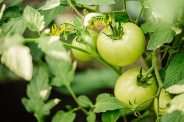 green tomatoes on a branch